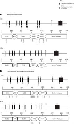 Non-oral manifestations in adults with a clinical and molecularly confirmed diagnosis of periodontal Ehlers-Danlos syndrome